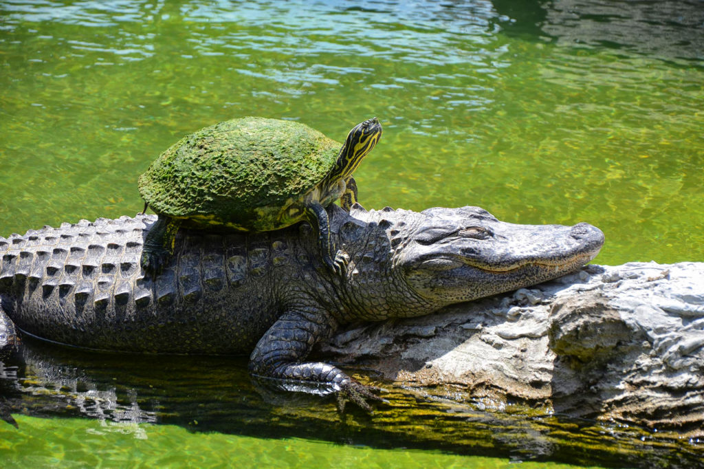 Everglades National Park in Florida