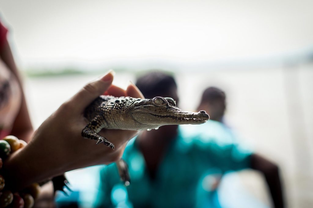 Alligator Farm Babcock Wilderness Adventures