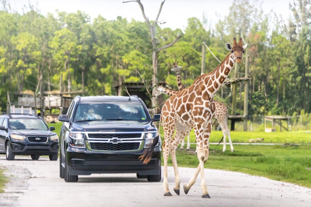 Lion Country Safari in Loxahatchee, Florida