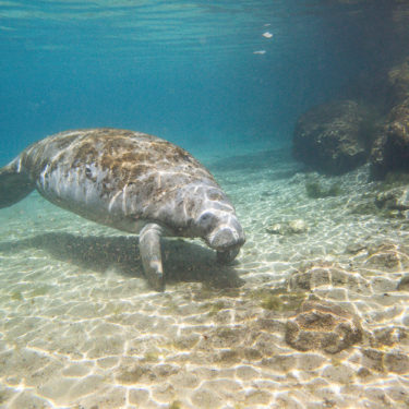 A Manatee in the Crystal River at Thee Sister Springs