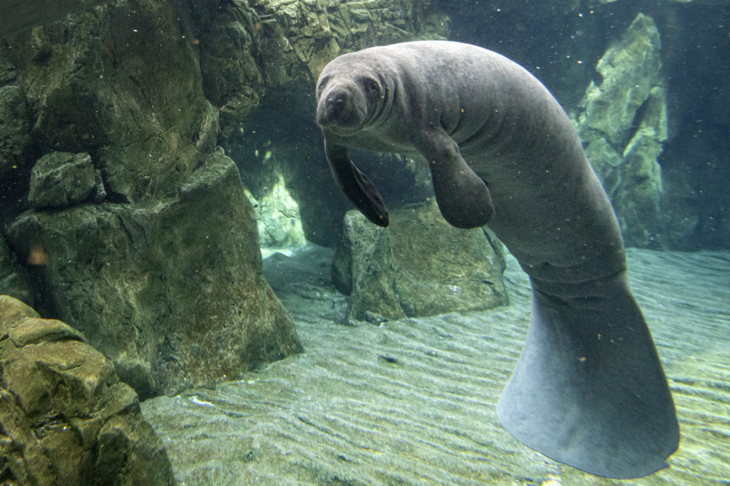 Tampa Electric Manatee Viewing Center