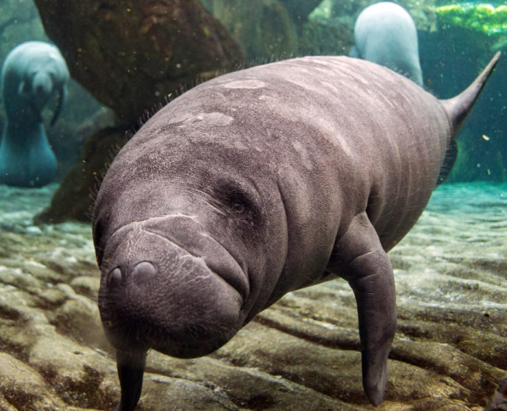 Manatees in Florida, the best places to spot them!