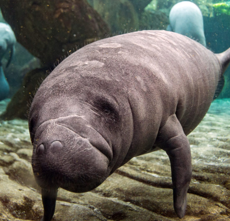 Manatees in Florida, the best places to spot them!