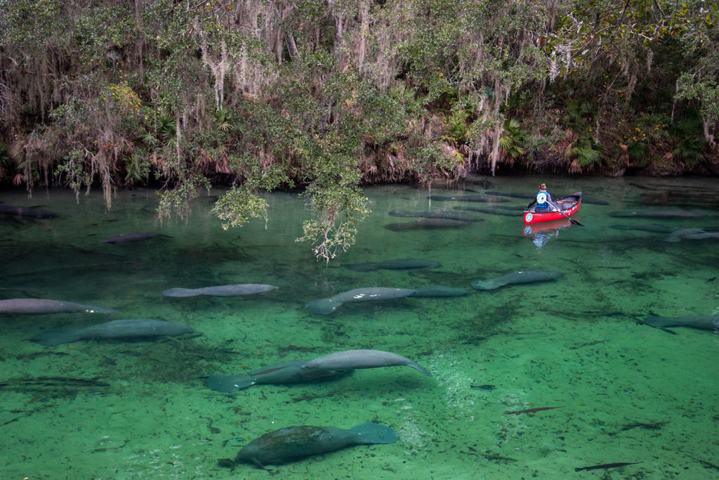 Manatees at the Blue River Spring State Park