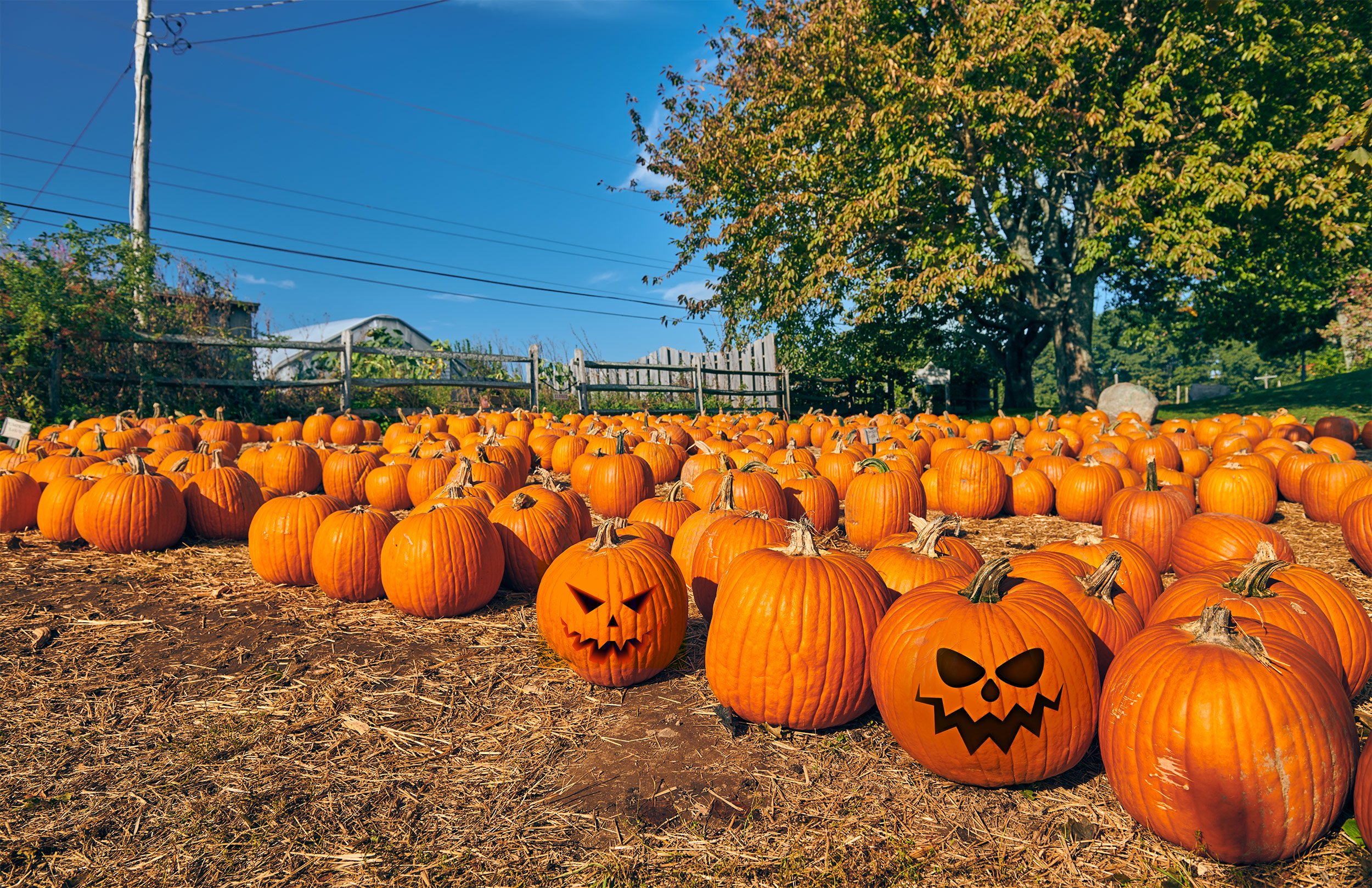 Halloween in Amerika