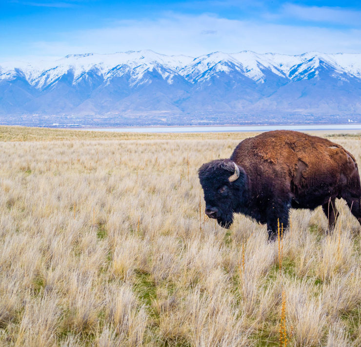 Bizon in Antelope Island State Park in Utah